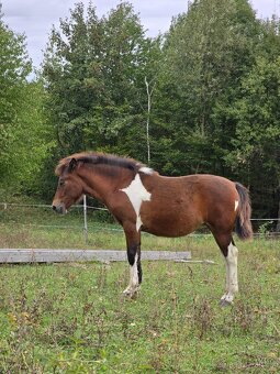 Huculská klisna, hucul, Tobiano, pony, malý kůň - 16