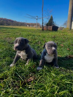 🐾 Americký staford – modrá štěňátka Bibi a Oli - 16