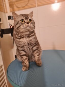 Scottish Fold a Scottish Straight - 16