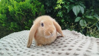 Zakrslý beránek, králíček, králík - RIKI - 16