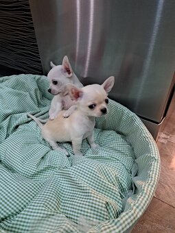 Čivava Mini pejsci - 16