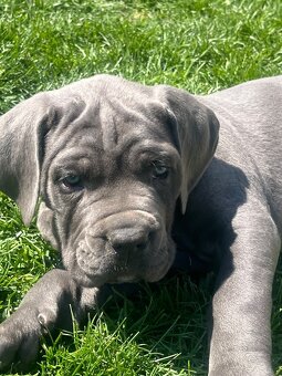 Cane Corso s PP - 16