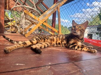 Bengálská kočka - 16