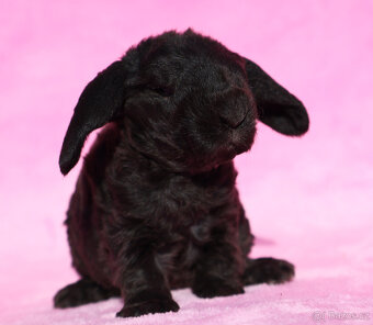 Zakrslí beránci s VP . Samičky . - 16