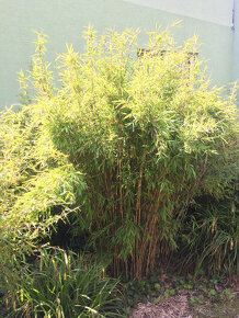 Bambusy -  sazenice + protikořenová folie - 16
