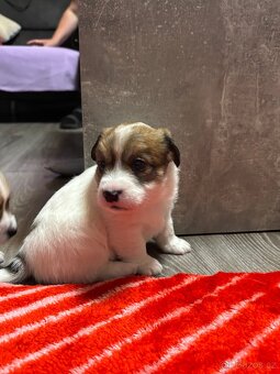 Jack Russell teriér s PP - 16