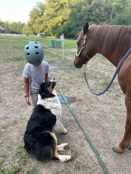 Australský ovčák -štěňátka s PP - 16