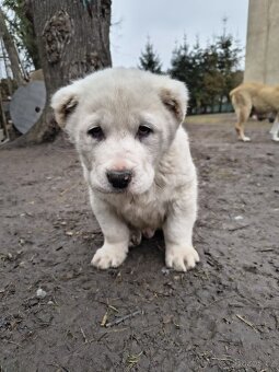 SAO/středoasijský pastevecký pes - 16