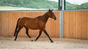 Roční American Quarter Horse black klisna, vnučka Gunnera - 16