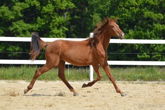 Sportovní klisna KWPN s TOP původem - 16