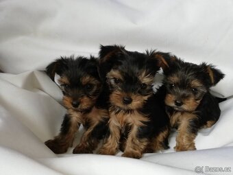 Yorkšírský teriér krytí, připuštění - 16