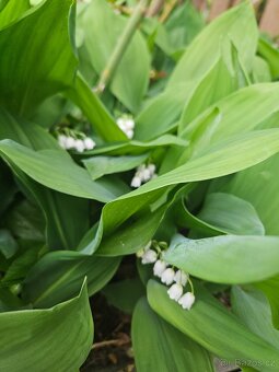 Přebytky ze zahrady - 16