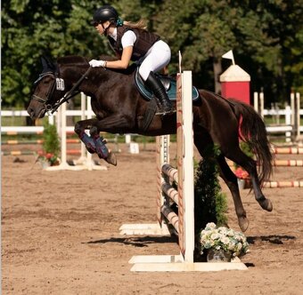 Klisna do sportu a chovu - 16