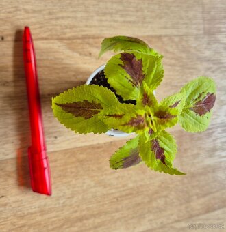 AFRICKÉ OKRASNÉ KOPŘIVY COLEUS - rostlinky - 16