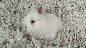 Zakrslý králíček, králík-(TEDDY)-HERBERT A HEIDY - 16