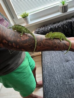 Chameleon jemenský - 16