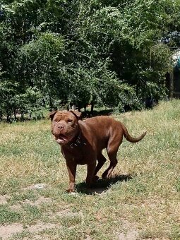 ARES K ADOPCI - zlomená něžná dušička - 16