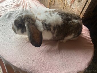 Samice na prodej - 16