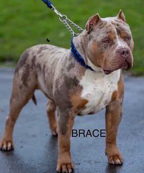 American Bully XL/XXL - 16