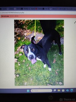 Pozor Pitbulové, kteří jsou útoční - 16