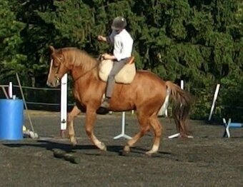 Vycvičený mladý valach - 16