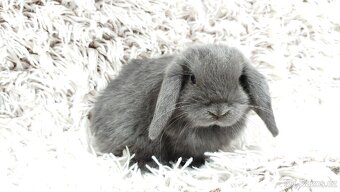 Zakrslý beránek, králíček, králík - KVIDO - 16