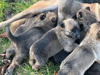 Belgický ovčák Malinois X německy ovčák - 16