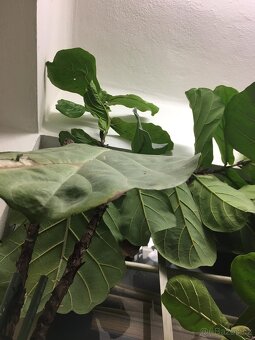 POKOJOVE KVETINY - 16