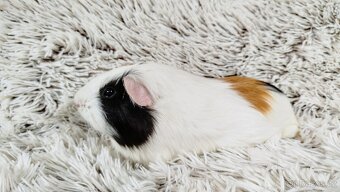 Morče, Morčátko, Morčátka - BETTY - 16