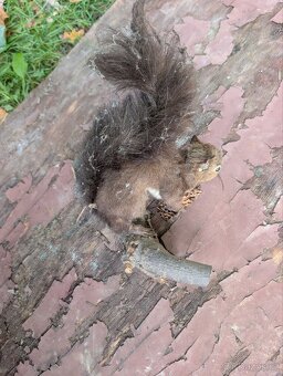 Vycpaniny trofeje - 16