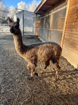 Lama krotká chovný samec a roční samec - 16