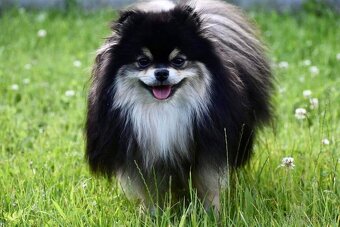 Pomeranian - 16