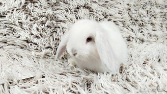 Zakrslý beránek, králíček, králík - MOLLY - 16