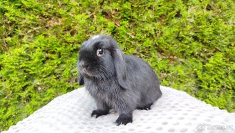 Zakrslý beránek, králíček, králík - ELLA - 16