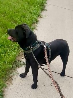 ARGO K ADOPCI - hledá spřízněnou duši - 16