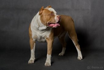American bully - krytí - 16