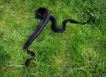 Hroznýš Královský (boa constrictor) - 16