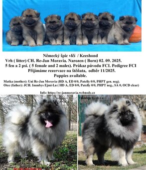 Německý špic vlčí / keeshond prodám kvalitní štěňata s PP - 16