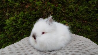 Zakrslý králík, králíček -(TEDDY)-ONŘEJ A OTA - 16