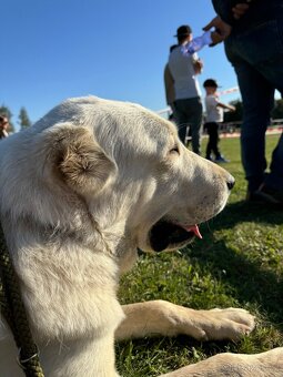 Středoasijský pastevecký pes - SAO - 16