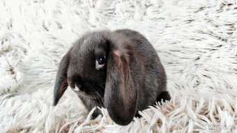 Zakrslý beránek, králík, králíček - PEGGY - 16