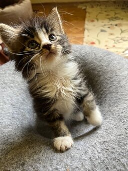 Maine coon mačiatka - 16