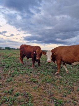 Prodáme březí krávy - 16