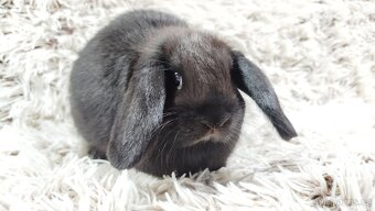 Zakrslý beránek, králíček, králík - BIBI - 16