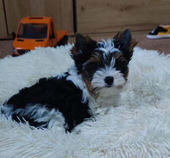 Biewer jork(Yorkshire)terier- kluk s pp - 16