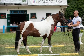 Huculská klisna, hucul, homozygotní Tobiano, pony, malý kůň - 16