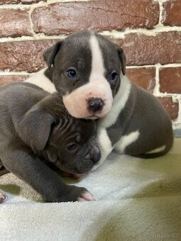 Americký stafordšírsky teriér - 16