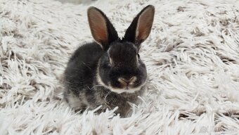 Zakrslý králík, králíček -(REX)-DYLAN A DAISY - 16