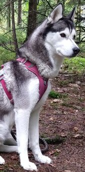 Sibiřský husky bez PP - poslední 3 kluci - 16