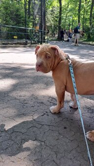 American Bully standard - k odběru - 16